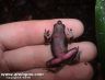 Atelopus spumarius 'barbotini' - French Guyana