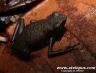 Atelopus spumarius 'barbotini' - French Guyana