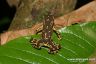 Atelopus spumarius 'hoogmoedi'