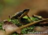 Atelopus spumarius 'hoogmoedi'