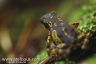 Atelopus spumarius 'hoogmoedi'