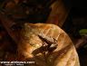 Atelopus spumarius - Iquitos