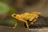 A. zeteki - The Golden Frog - Female