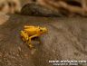 A. zeteki - The Golden Frog 