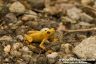 A. zeteki - The Golden Frog 