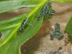 Juvenile A. certus breeded by Panama Amphibian Rescue and Conservation Project