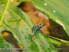 Juvenile A. certus breeded by Panama Amphibian Rescue and Conservation Project