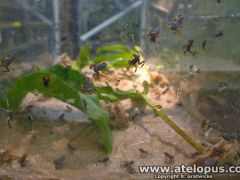 Juvenile A. certus breeded by Panama Amphibian Rescue and Conservation Project