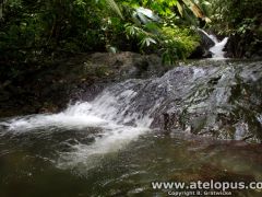 Atelopus certus habitat