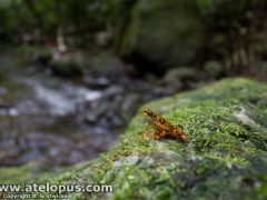 Atelopus certus