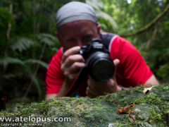 Photograping Atelopus certus