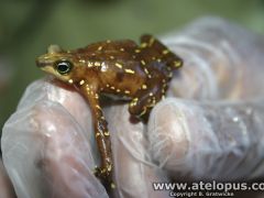 Atelopus glyphus