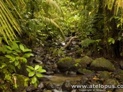 Atelopus spurrelli habitat