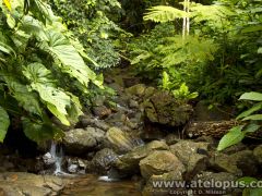 Atelopus spurrelli habitat