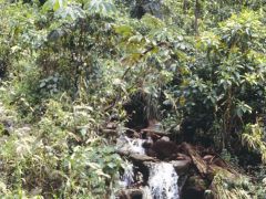 Habitat for A. reticulatus - Photo taken by Rainer Schulte