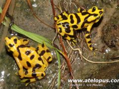 Atelopus zeteki - Rana dorada - The golden frog