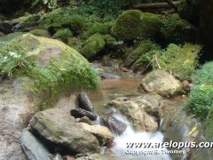 Atelopus pulcher habitat