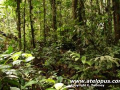 Habitat for Atelopus spumarius in Peru