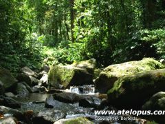 Habitat for Atelopus varius in Santa Fé