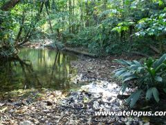 Habitat for Atelopus zeteki